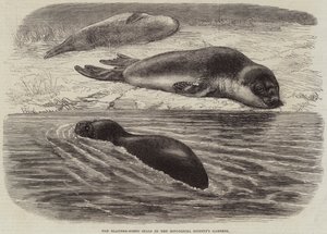 Les phoques à nez de vessie dans les jardins de la Société Zoologique - Thomas W. Wood